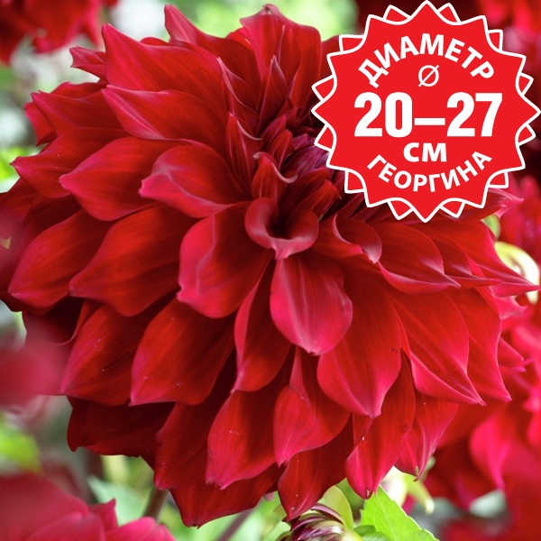 Георгины Мингус Алекс - описание сорта, характеристики, посадка и уход, отзывы Георгины Мингус Алекс: описание сорта, характеристики, посадка и уход, отзывы